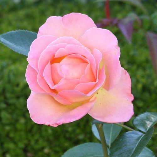 Rosa Elle® - amarillo - rosa - Árbol de Rosas Híbrido de Té - rosal de pie alto- forma de corona de tallo recto